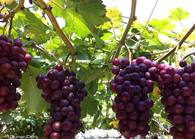 千岛湖汪家葡萄采摘园