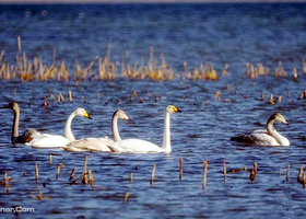 蓟县荷叶莲藕采摘园