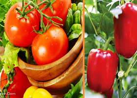 瑞麟湾阳光绿洲生态农场