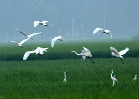 江苏睢宁白塘河湿地公园