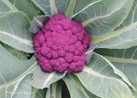 北京南口南农特菜园