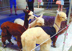 青岛羊驼嘉年华