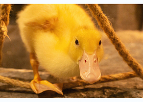 嘟噜嘟噜萌宠主题乐园