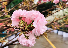 赣州瑞金洁源樱花谷