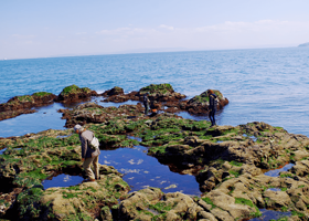 猿岛-Sarushima Island