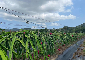 三亚红花生态园共享农庄