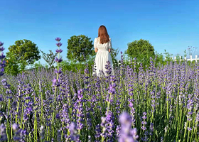 梁子湖薰衣草牧场