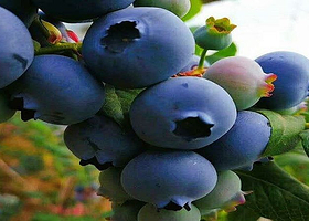 蓝彩虹蓝莓采摘基地