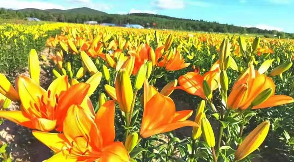 蒙根花万通生态旅游区