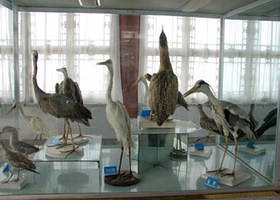 鸟展馆
