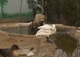 胜利天鹅湖动物园