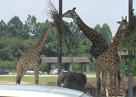 长颈鹿公园