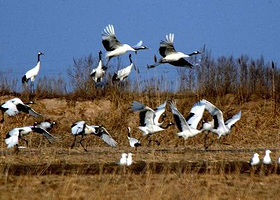 双台河口自然保护区