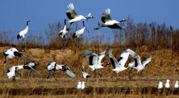 双台河口自然保护区