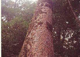 萝卜岩楠木自然保护区