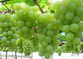 葡萄生产示范园