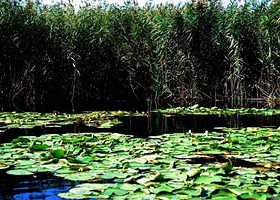 巴音郭楞莲花湖
