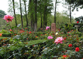 法兰克福玫瑰园