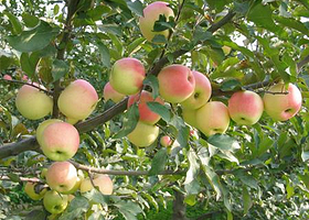 农科院林果研究所