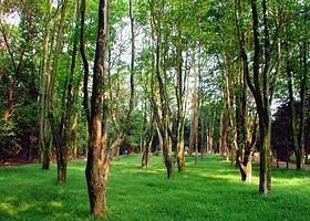 东台山国家森林公园