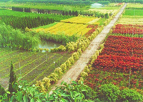 江都现代花木产业园