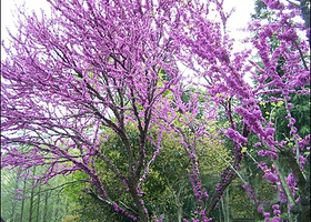 紫荆花园