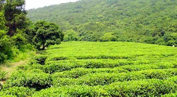 生态茶园