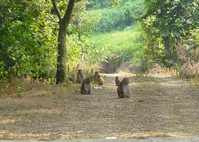 太行山猕猴自然保护区