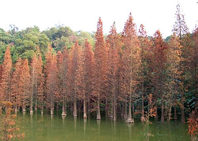 黄龙湖森林公园