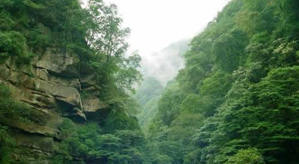 黄荆