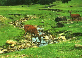 东沟湿地狩猎场