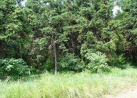 三门江国家森林公园