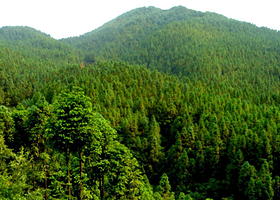 八里湾森林公园