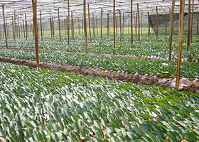 金山生态茶叶观光园