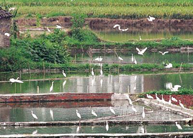 洪斗坡白鹭乐园