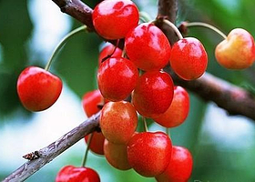 大溪地半山樱桃园