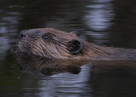 布尔根河狸自然保护区