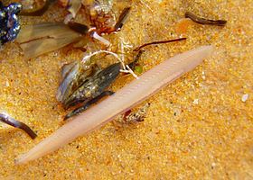 厦门海洋珍稀物种自然保护区