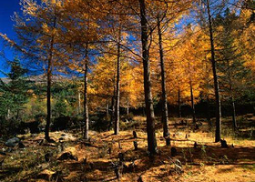 原始森林度假村