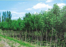 小叶白腊自然保护区