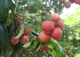 东坡荔园度假村