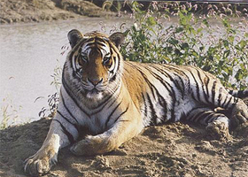 大同东北虎林园