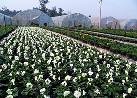 皇田现代农业观光园