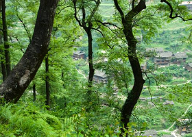 百里原始阔叶林