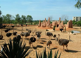 新澳东方鸵鸟观赏园