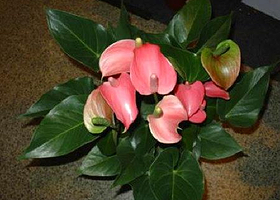 陕西省苗木繁育中心