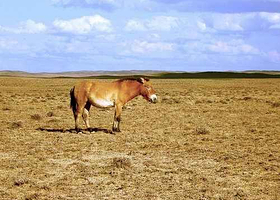 卡拉麦里有蹄类自然保护区