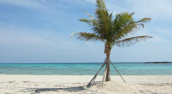 大巴哈马岛(已下线)