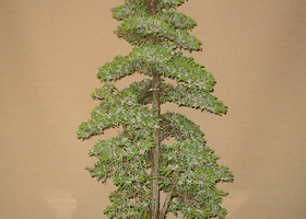 杜松自然保护区