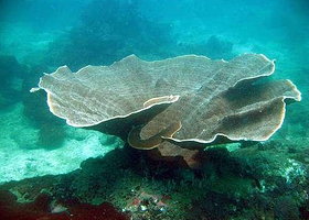 巴雅岛海洋公园